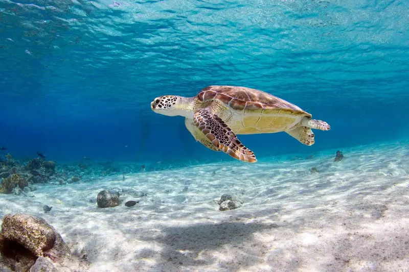 Une tortue marine nage dans un environnement sous-marin clair.