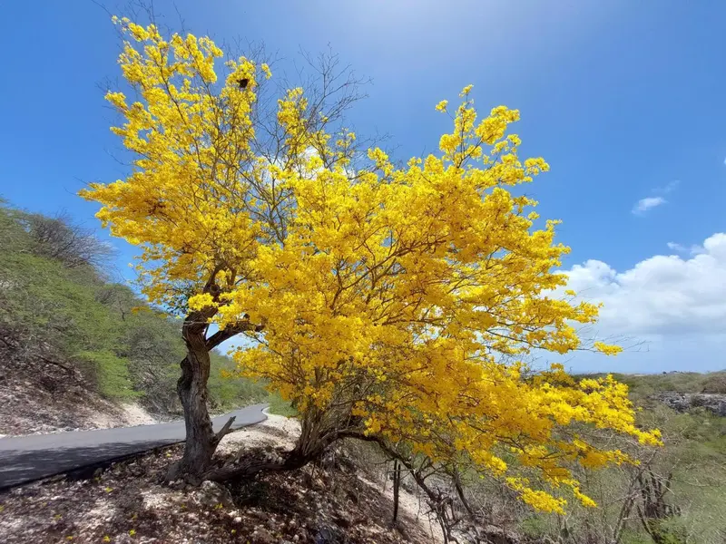 Un arbre en fleurs illumine un paysage ensoleillé.