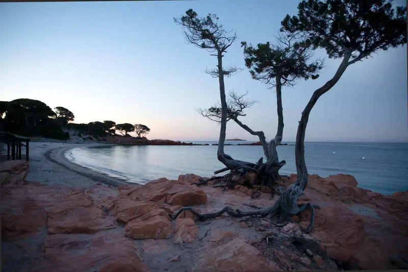 Une plage de sable fin bordée de roches rouges et de pins tordus au coucher du soleil.