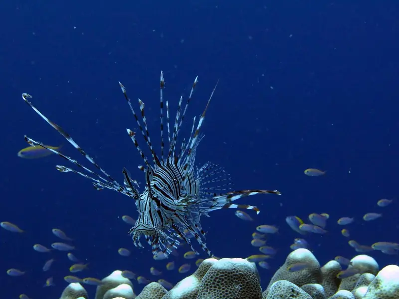 Un poisson-lion nage au-dessus d'un récif corallien dans les eaux bleues.