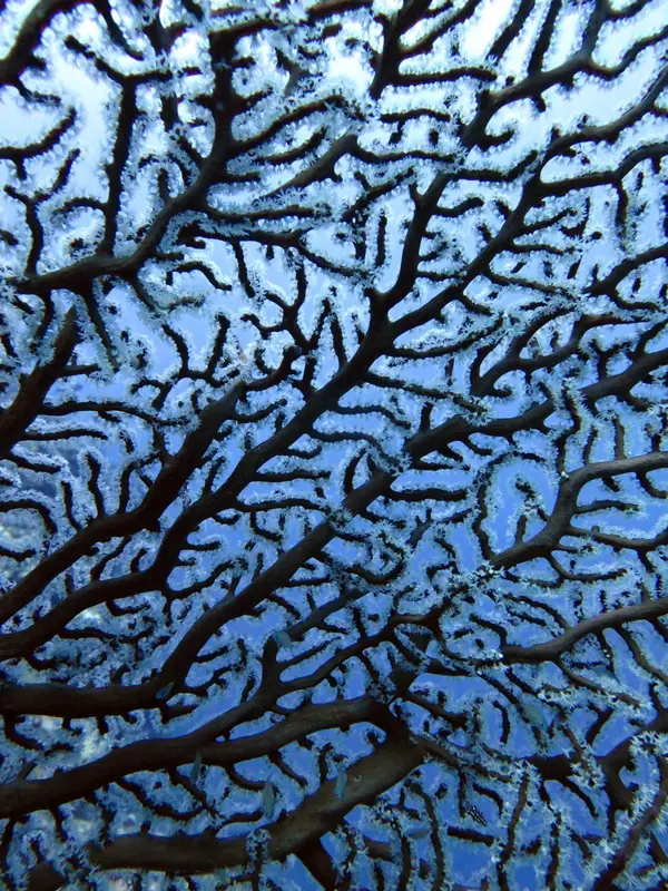 Motifs complexes d'une structure corallienne sous la surface de l'eau.