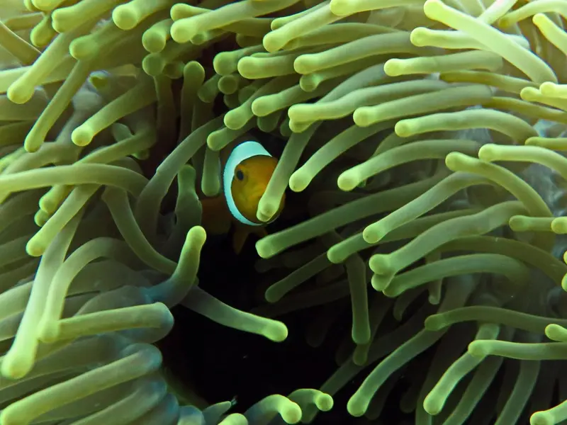 Un poisson clown se cache parmi les tentacules d'une anémone de mer.