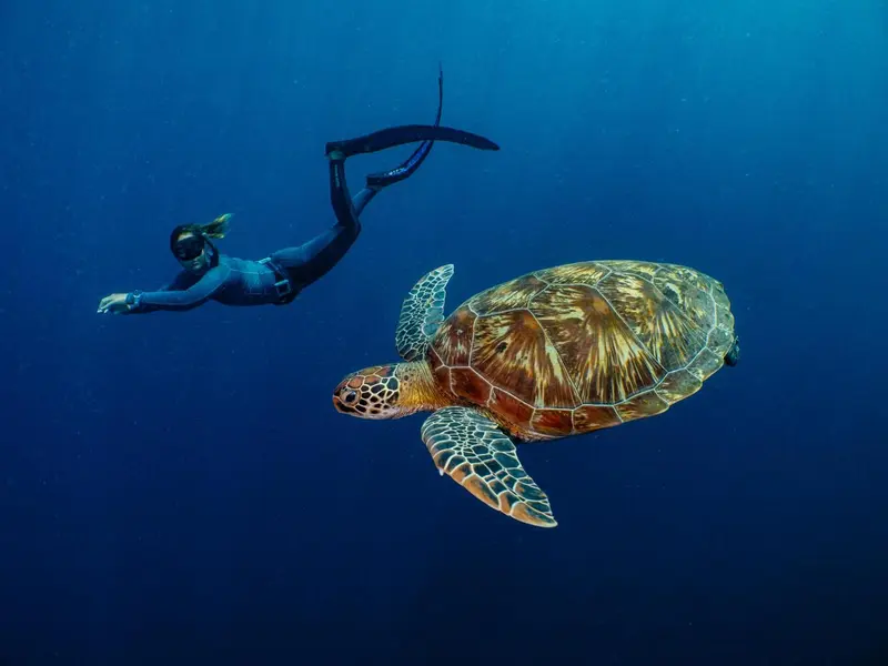 Une nageuse et une tortue marine évoluent dans les profondeurs bleues.