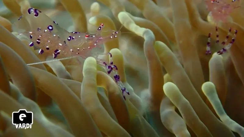 Un petit crustacé se perche sur une anémone de mer aux tentacules colorées.
