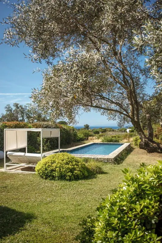 Une piscine rectangulaire entourée de verdure et d'oliviers sous un ciel bleu.