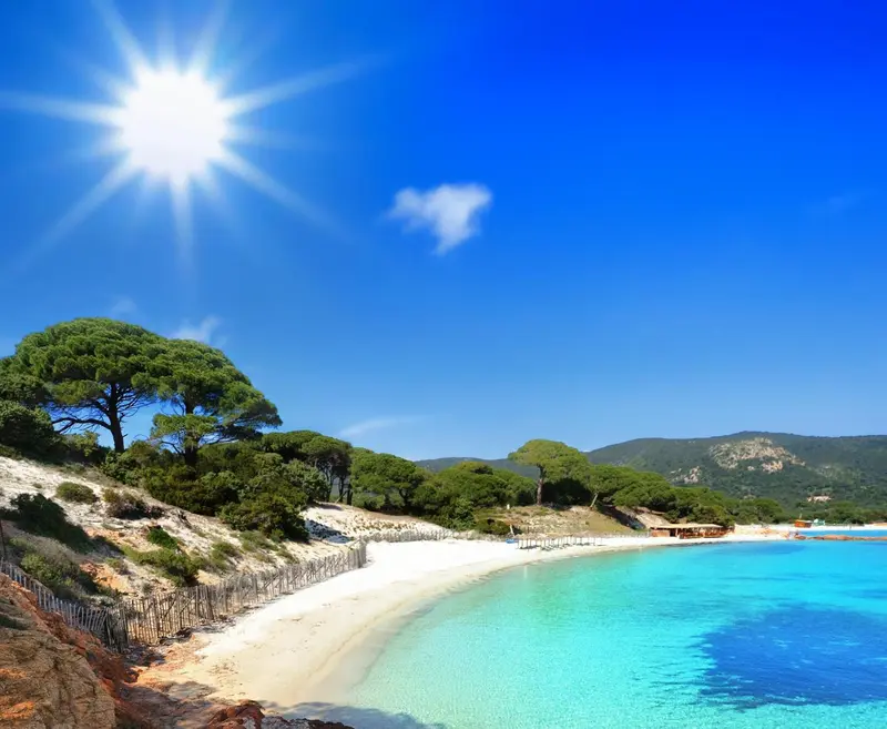 Une plage de sable blanc bordée de pins sous un soleil éclatant.