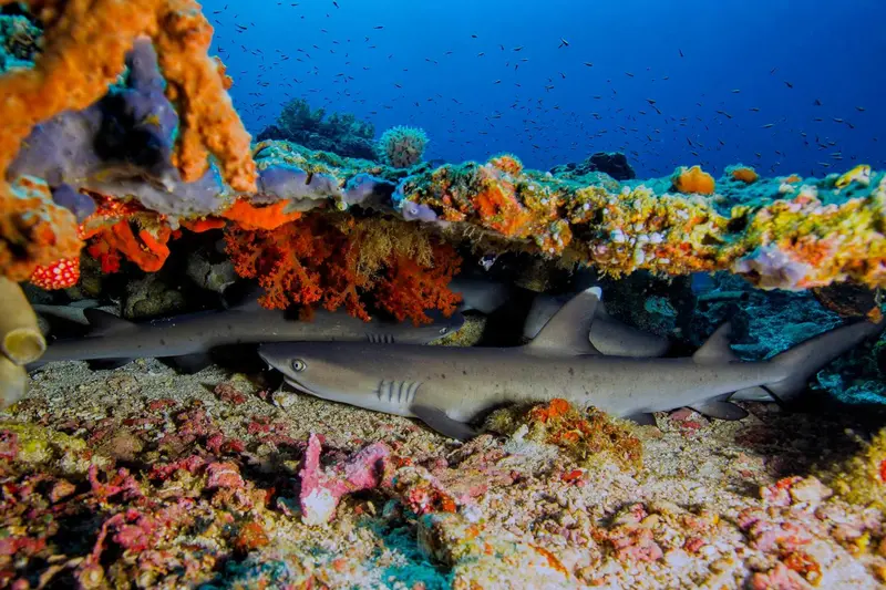 Des requins reposent sous un surplomb rocheux coloré.