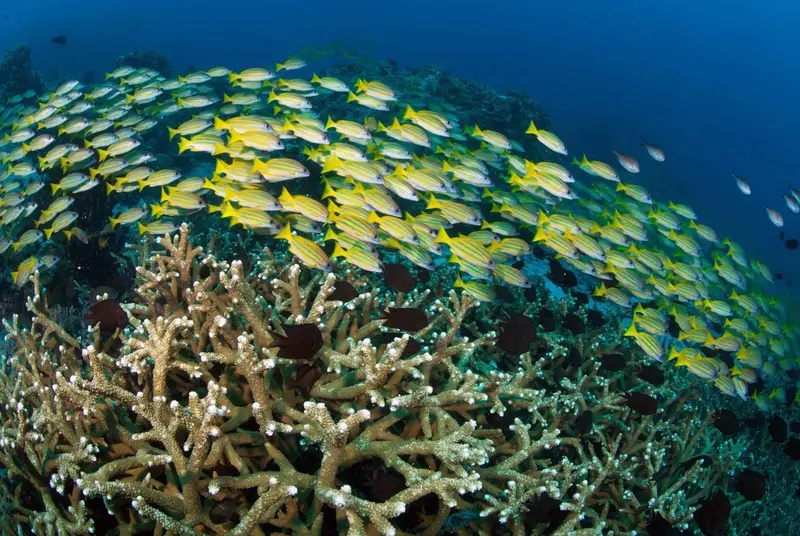 Un banc de poissons jaunes nage au-dessus d'une formation corallienne.