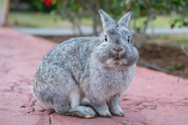 Un lapin gris est assis sur un trottoir en briques.
