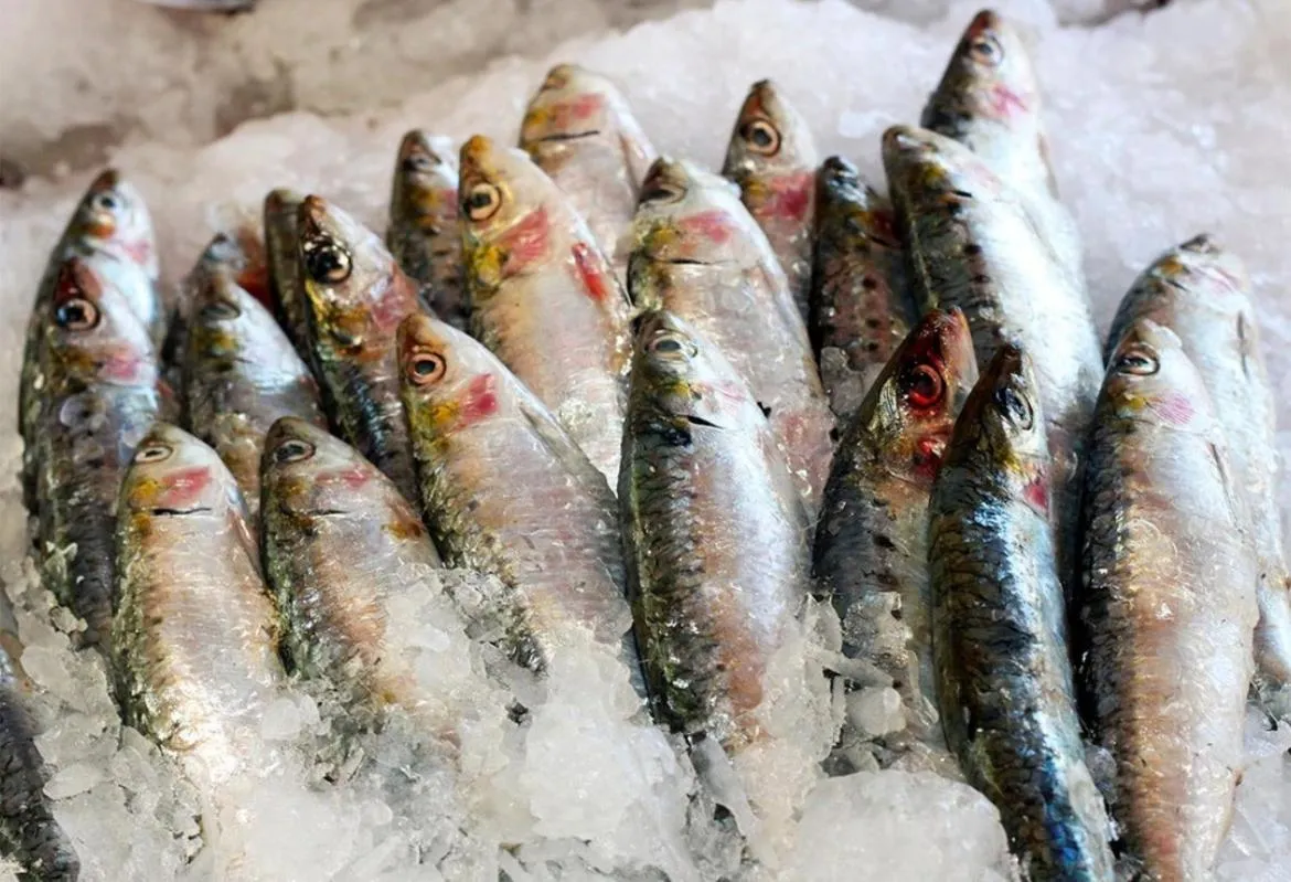 Des poissons frais sont exposés sur un lit de glace.