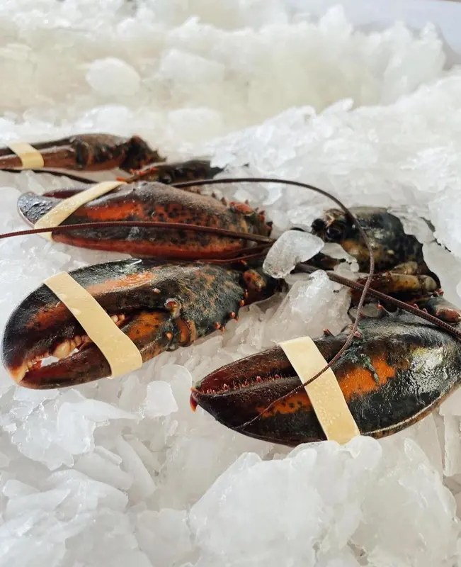 Des homards frais sont disposés sur un lit de glace pilée.