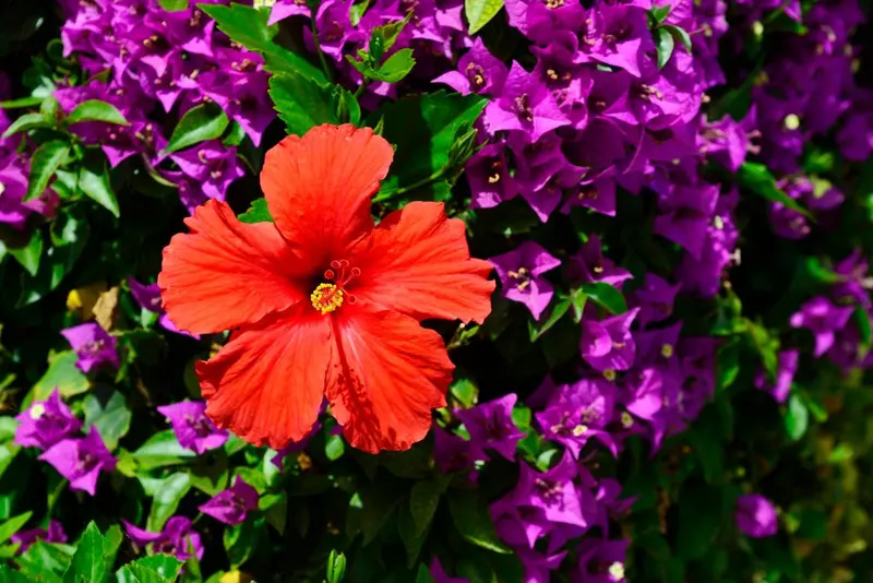 Fleurs tropicales aux couleurs vives, hibiscus rouge et bougainvilliers violets.