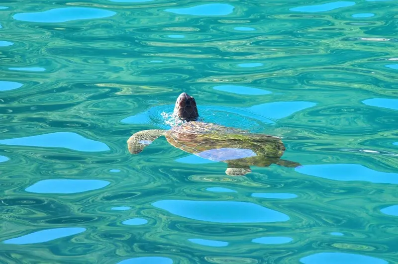Une tortue marine nage dans une eau turquoise et claire.