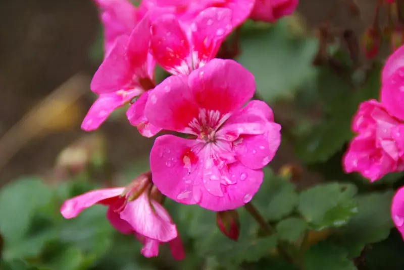 Fleurs roses en pleine floraison avec des gouttes d'eau sur les pétales.