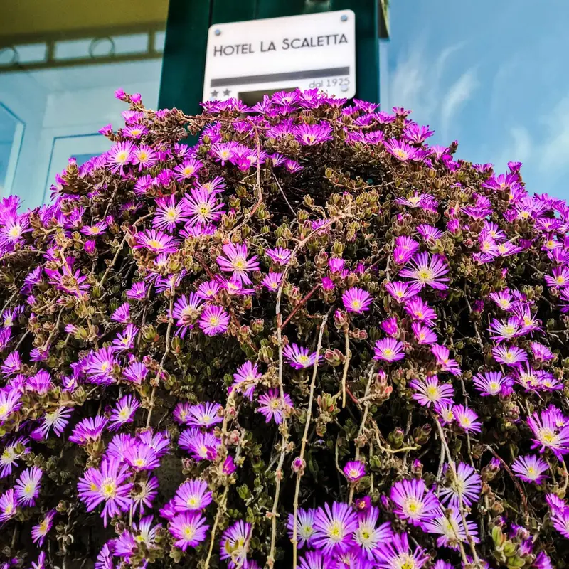 Fleurs violettes en cascade devant une enseigne d'hôtel.