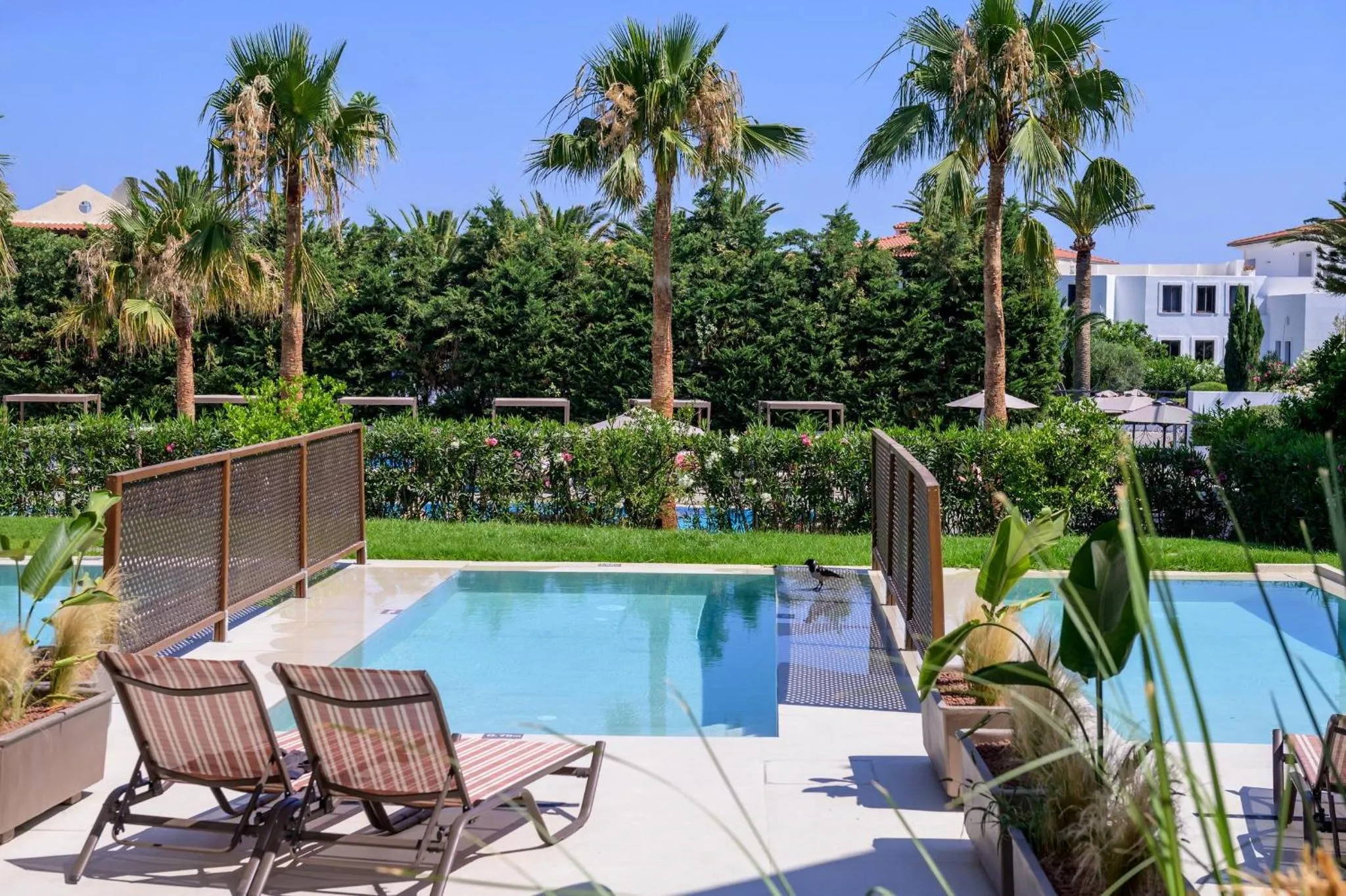 Transats et petite piscine au bord d'une pelouse verdoyante avec des palmiers en arrière-plan.
