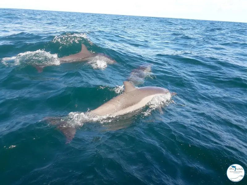 Des dauphins sautent hors de l'eau turquoise.