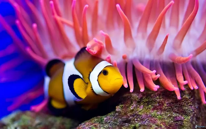 Un poisson clown se cache parmi les tentacules d'une anémone de mer.