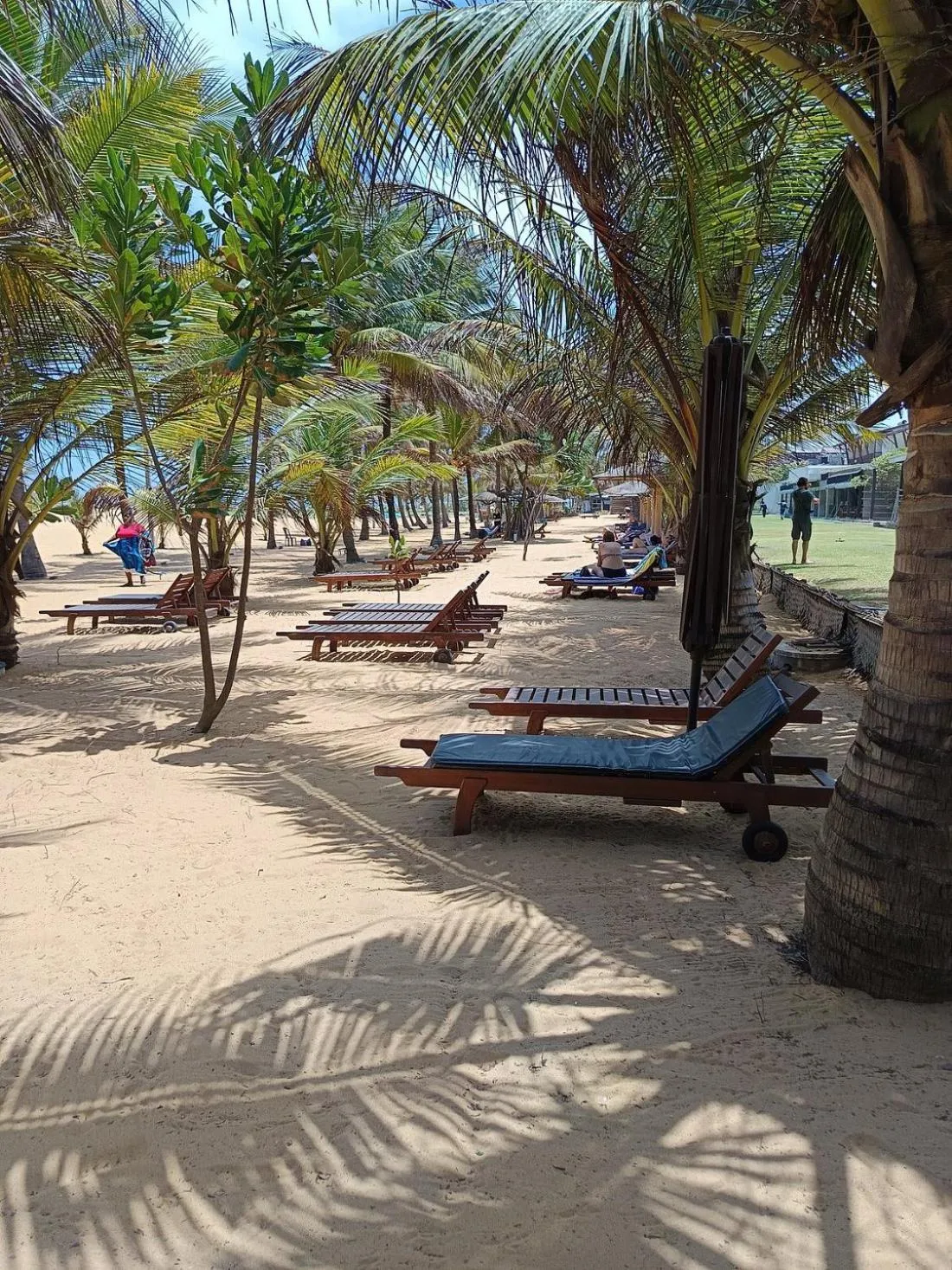 Transats alignés sur une plage de sable fin ombragée par des palmiers.