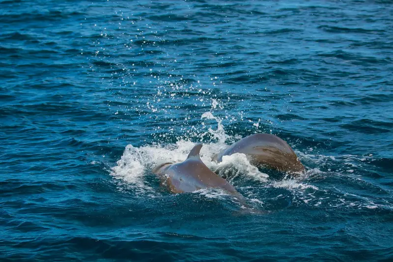 Deux dauphins émergent de l'eau bleue, créant des éclaboussures.