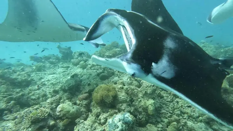 Raies manta évoluent au-dessus d'un récif corallien.