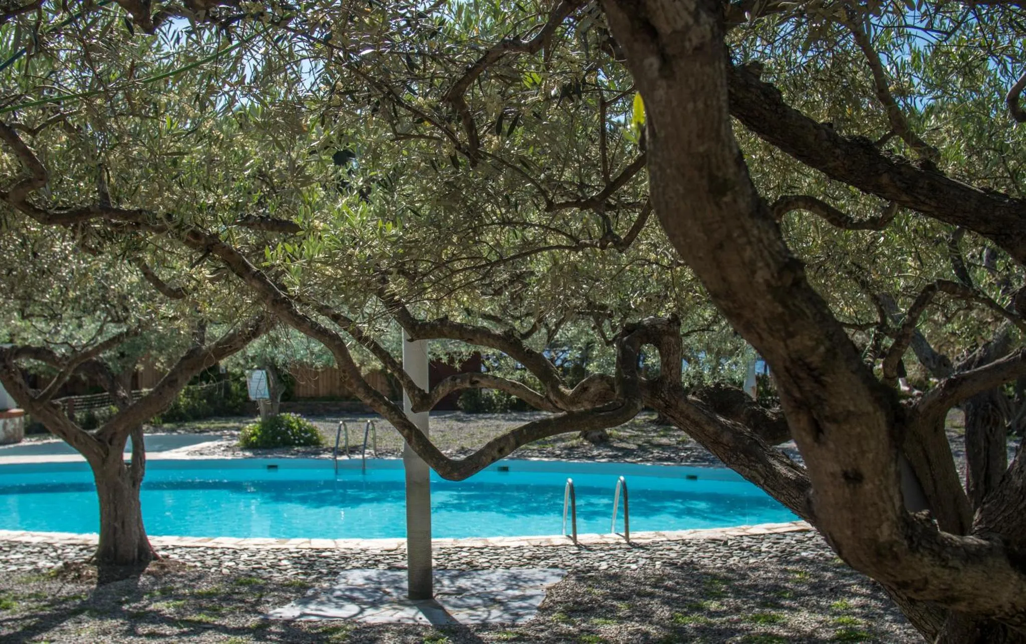 Une piscine rectangulaire est entourée d'une terrasse et ombragée par des oliviers.