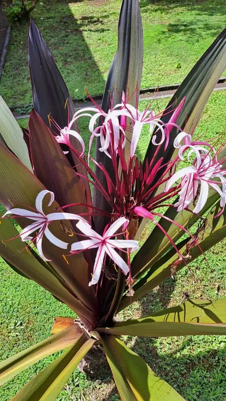 Fleurs exotiques aux pétales rayés s'épanouissent au milieu de feuilles vert foncé.