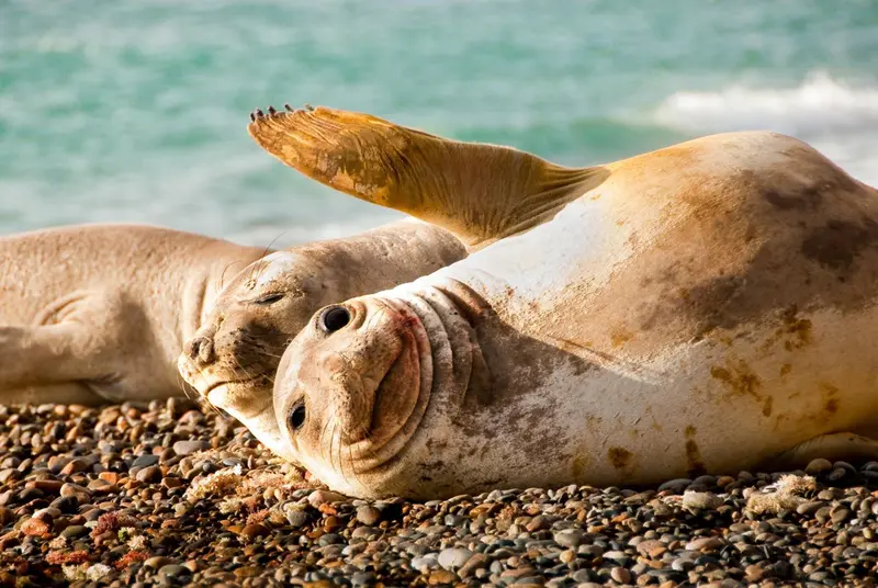 Deux otaries se reposent sur une plage de galets.