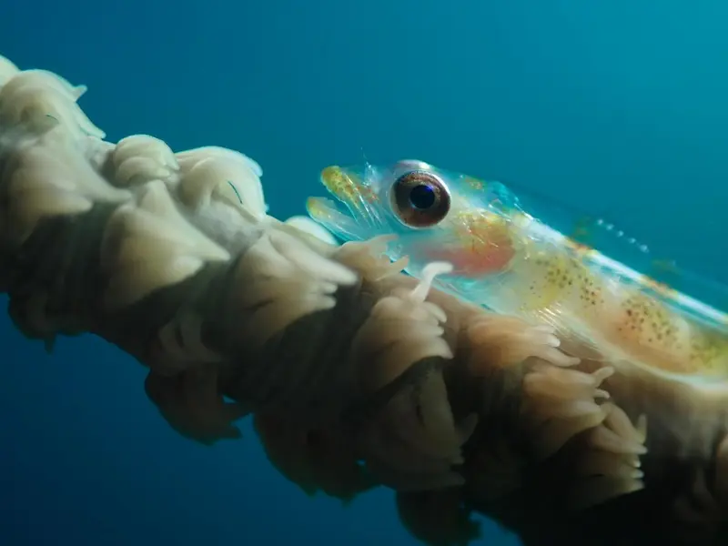 Un poisson se cache parmi des tentacules coralliens.