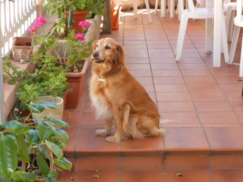 Un chien assis sur une terrasse carrelée, entouré de plantes en pot.