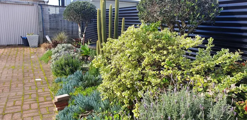 Un jardin fleuri avec des plantes variées et un sol pavé.