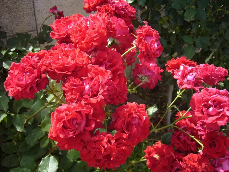 Un buisson de roses rouges en pleine floraison illumine un jardin ensoleillé.