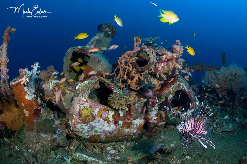 Un récif corallien coloré recouvre une épave métallique sous-marine.