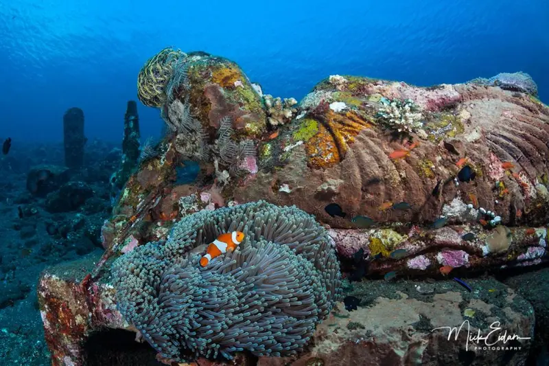 Un récif corallien coloré abrite une faune marine variée.