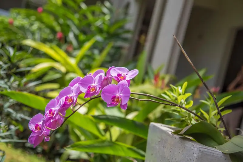 Fleurs d'orchidées roses en pleine floraison dans un jardin luxuriant.