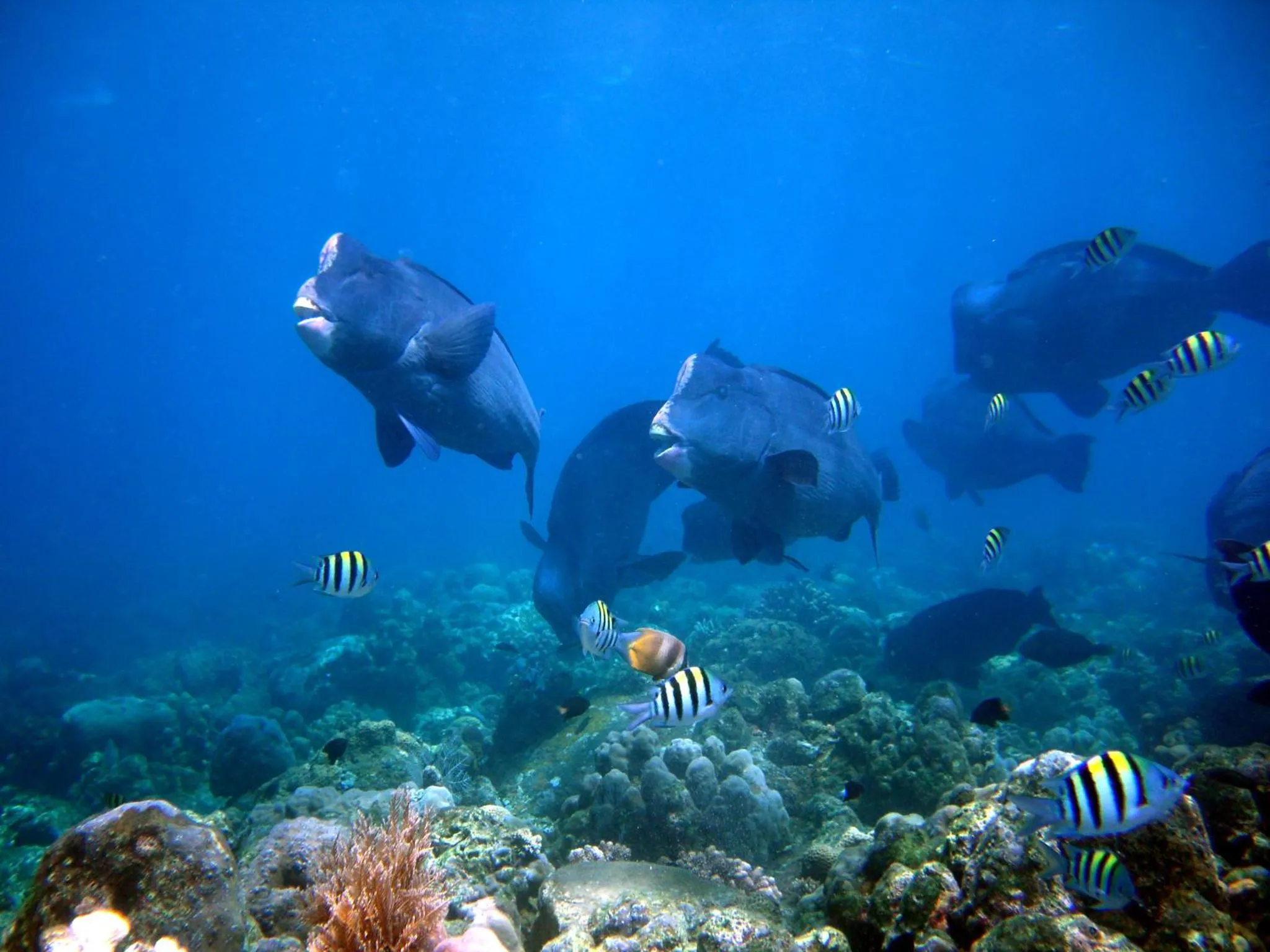 Un banc de poissons tropicaux évolue au milieu d'un récif corallien.