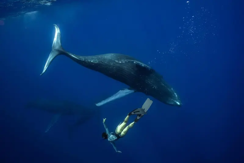 Une personne nage en apnée à proximité d'une baleine dans l'océan.