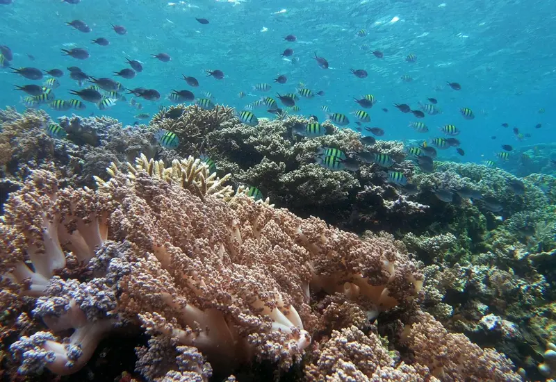 Un récif corallien coloré abrite de nombreux poissons tropicaux.