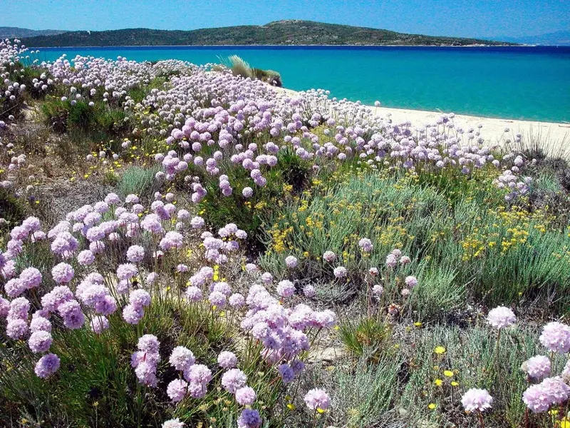 Champ de fleurs sauvages en bord de mer avec une plage de sable fin.