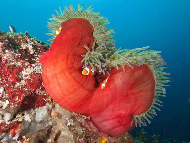 Une anémone de mer rouge abrite des poissons clowns orange et blancs.