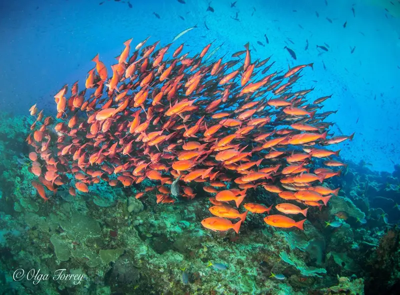 Un banc de poissons rouges nage au-dessus d'un récif corallien.
