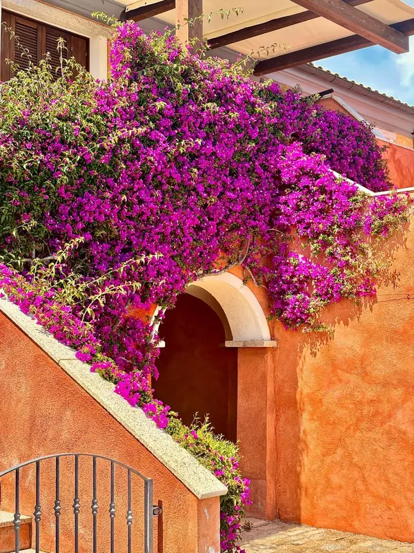 Un arc orné de fleurs violettes s'ouvre sur un escalier en pierre.
