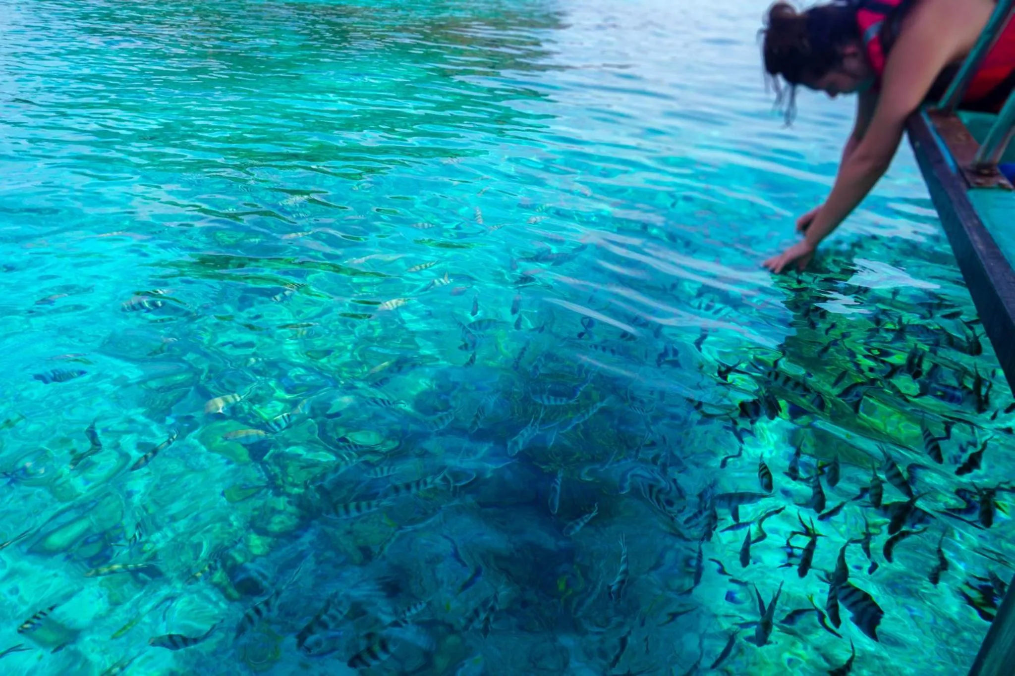 Une personne tend la main vers des poissons dans une eau turquoise et claire.
