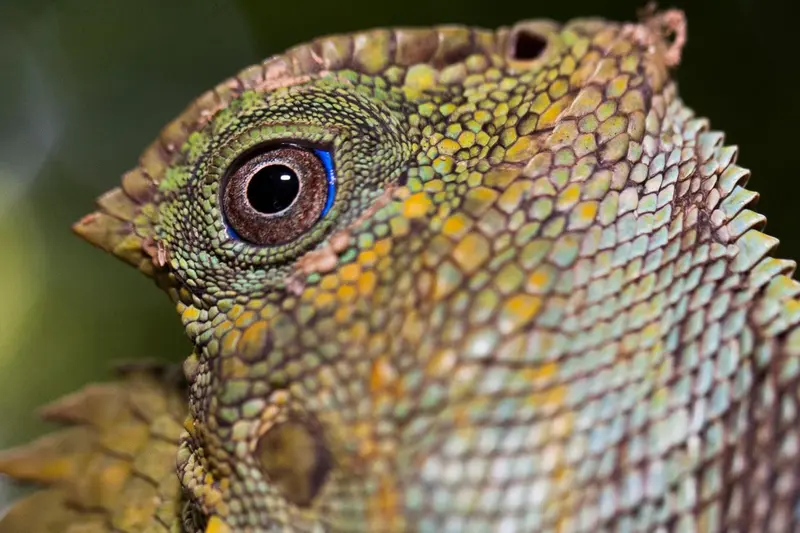 Gros plan sur la tête d'un lézard aux écailles colorées et aux yeux bleus.