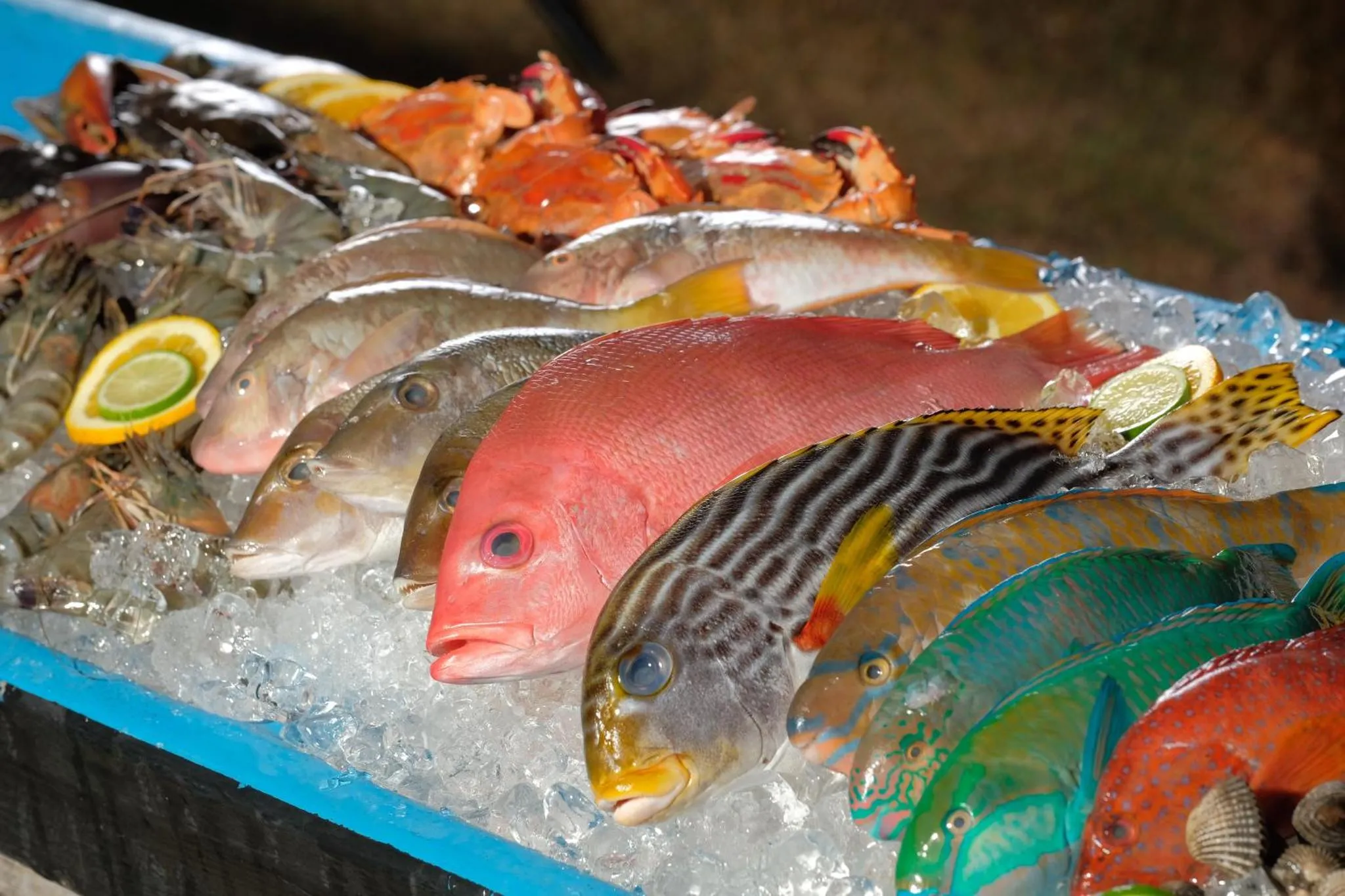 Présentation de poissons frais sur un lit de glace.
