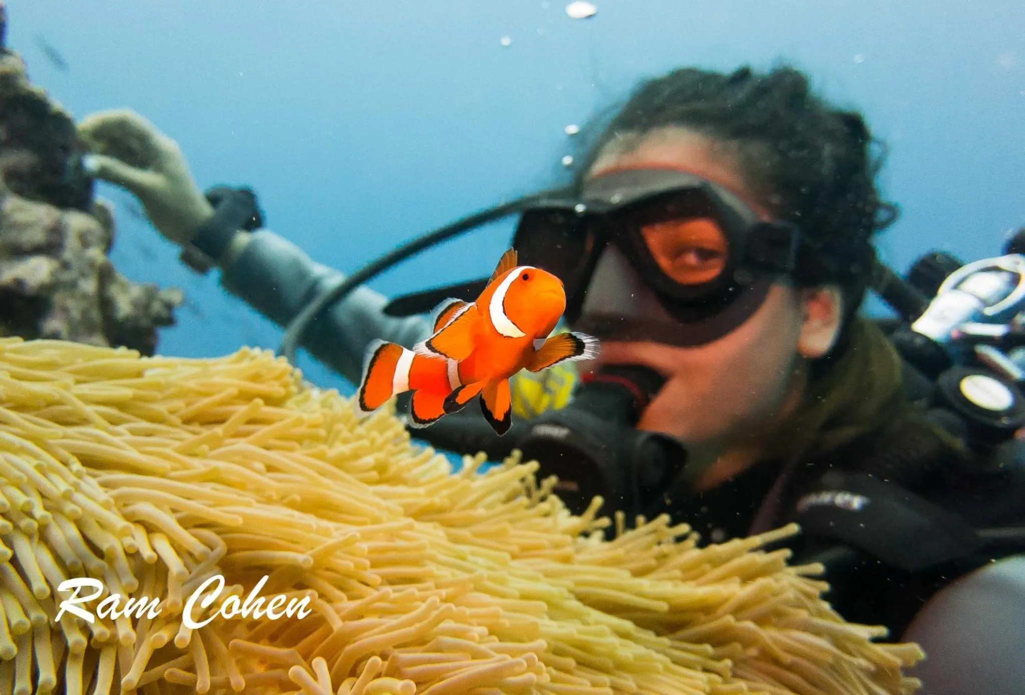 Un plongeur observe un poisson clown dans un récif corallien.