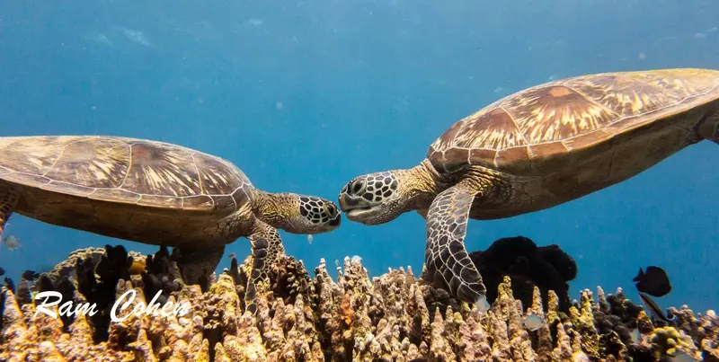 Deux tortues marines nagent face à face au milieu d'un récif corallien.