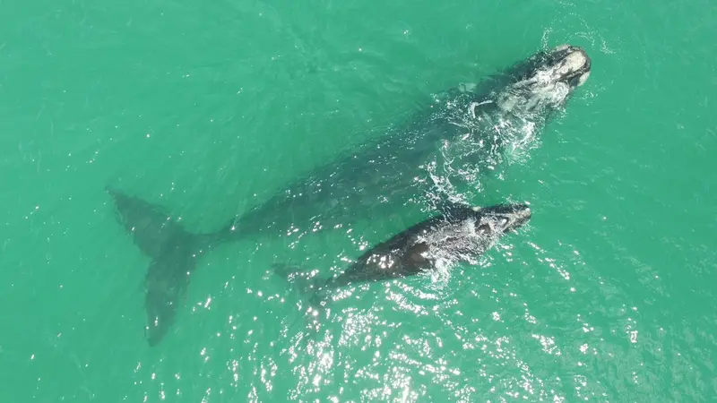 Deux baleines nagent dans une eau turquoise claire.