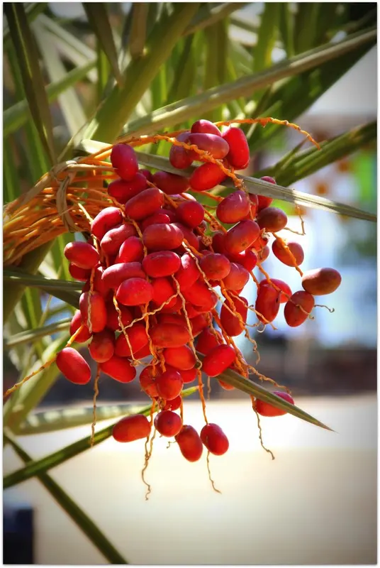 Une grappe de fruits rouges pend d'un palmier.