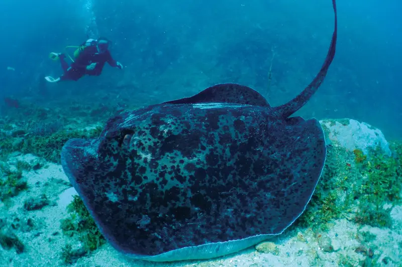 Une raie manta nage au-dessus d'un fond marin rocheux.